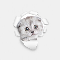 Wall Mural - Cute kitten looks through a hole in white paper