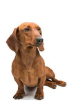 red dachshund dog isolated over white background.