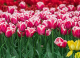 Fototapeta Tulipany - Colourful tulips