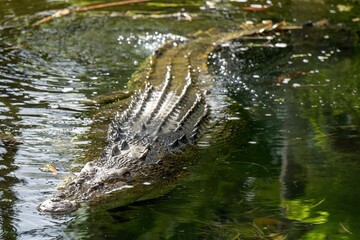 Poster - Closeup of a saltwater crocodile floating on the water's surface. Crocodylus porosus.