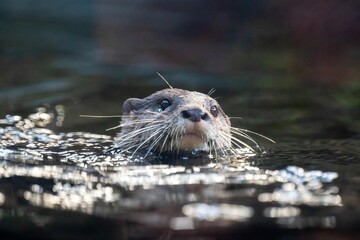 Sticker - Closeup of an Asian small-clawed otter floating on the water's surface. Aonyx cinereus.