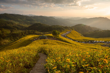  The beautiful of Mexican sunflower field in full bloom at the Bua Tong Field, Mae Hong Son  province, northern of Thailand.