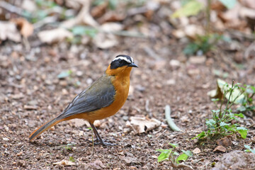 Wall Mural - White-browed Robin-chat (Cossypha heuglini) foraging on the ground