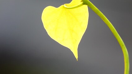 Wall Mural - 4K Morning Glories. Lush green heart-shaped leaves.                    