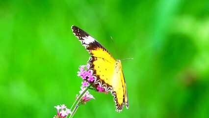 Wall Mural - Thai butterfly in pasture VERBENA BONARIENSIS flowers Insect outdoor nature