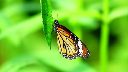 Wall Mural - butterfly on leaf