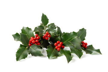 Wall Mural - christmas holly with red berries.