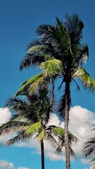 Wall Mural - Palm trees with a blue sky with clouds in Phuket Thailand. Green palm trees in the sky