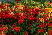 Selective Focus Of Ripe Red Orange Berries Of Pyracantha Coccinea In The Garden, Pyracantha Is A Genus Of Large, Thorny Evergreen Shrubs In The Family Rosaceae With Common Names Firethorn.