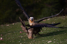 Bearded Vulture Fighting For Prey In Nature