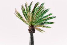 Palm Tree With Green Leaves