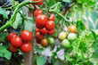 © oksanamedvedeva - Three ripe tomatoes on green branch. Home grown tomato vegetables growing on vine in greenhouse. Autumn vegetable harvest on organic farm