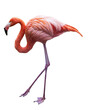 Flamingo. PNG file.