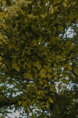 Sticker - Vertical shot of green leaves of a tree hanging on branches in an urban area in daylight