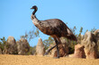 emu at pinnacles park in australia