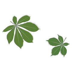Wall Mural - Set of vector chestnut leaf outline and coloured icon. Simple chestnut leaves illustration for logo. Realistic hand drawn leaves illustration set on white background.