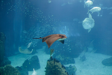 Wall Mural - Aquarium eagle ray passing by