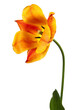 One beautiful red-yellow tulip on a white background