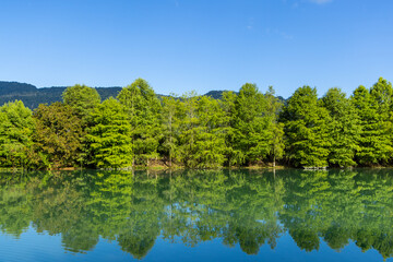 Wall Mural - beautiful lake with green tree reflection in hualien county of taiwan