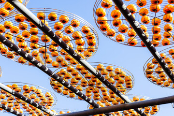 Sticker - Dry Persimmon fruit production under sunshine in factory