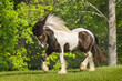 Gypsy Vanner Horse filly shows attitude
