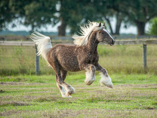 Wall Mural - Gypsy Vanner Horse colt gallops across paddock