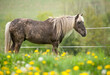 Senior aged pony in field of wildflowers