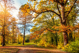 Fototapeta Krajobraz - Autumn scene, fall,  red and yellow trees and leaves in sun light. Beautiful autumn landscape with yellow trees and sun. Colorful foliage in the park, falling leaves natural background