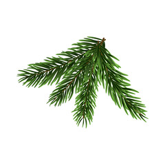 Wall Mural - Christmas Tree Branch