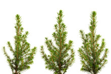 Three Views Of Small Green Fir Tree. Png Isolated With Transparency