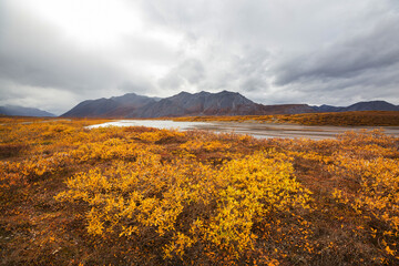 Wall Mural - Autumn in polar tundra