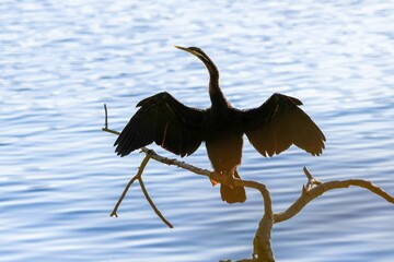 Poster - Large bird perched on the tree branch with the lake in the background