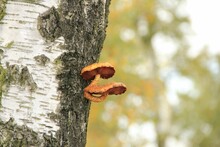 Orange Polypore Growing On The Tree Trunk