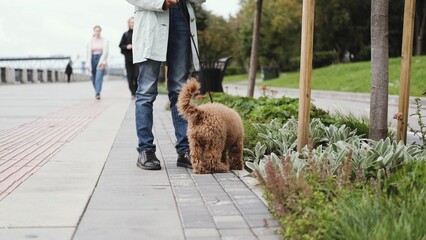 A little girl with long black hair walks down the street with a cute curly poodle. Pets.