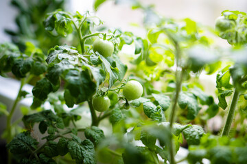 Little green tomatoes on a branch close-up