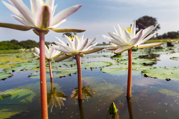 Wall Mural - Lotus