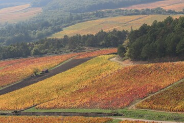 Canvas Print - autumn in the vineyards 