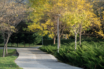 Autumn botanical park with wide path for walking and trees partially covered with yellowed leaves. City deserted garden with coniferous trimmed thuja bushes and tall lanterns for illumination 