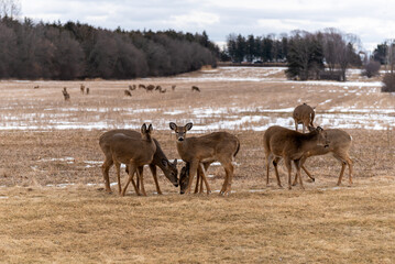 Wall Mural - Urban White-tailed Deer Herd Feeding And Resting In The Snow In February