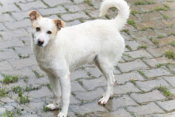 White stray dog wet in the rain