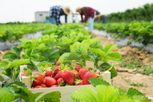 Ripe Strawberry In Wooden Box Lying At A Farm Field With Farm Workers On Background