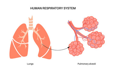 Canvas Print - human respiratory system