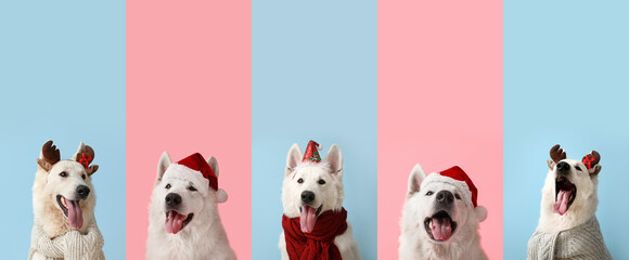 Set of cute dog in Christmas costumes on color background