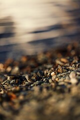 Sticker - Selective focus of pebbles on a coast