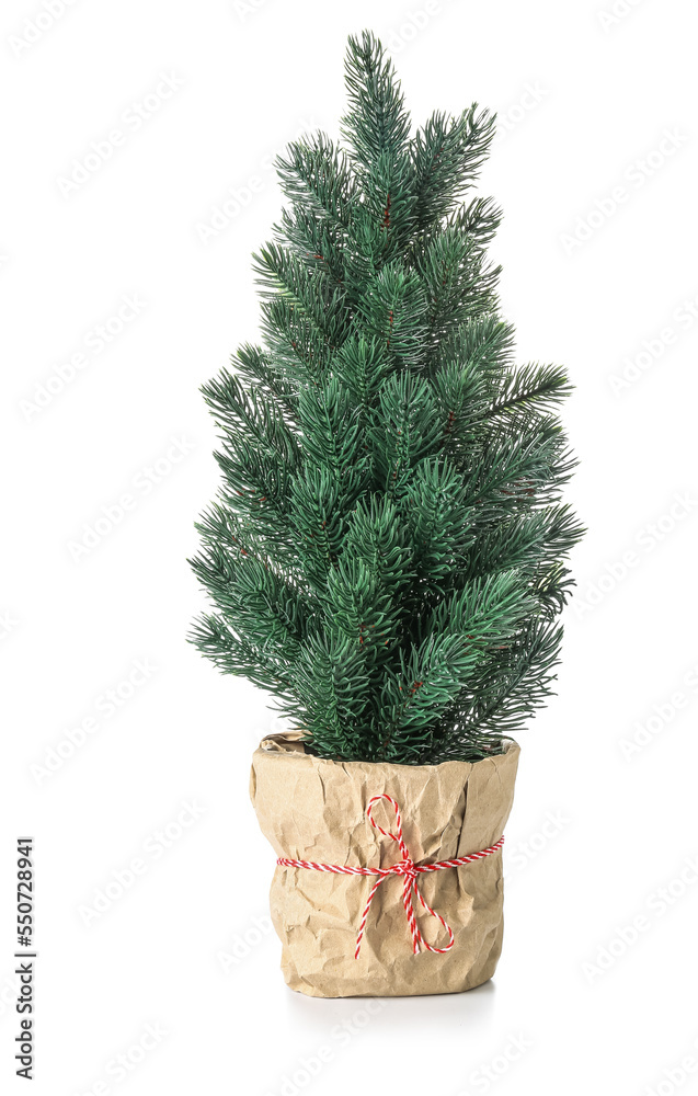 Small Christmas tree in pot on white background