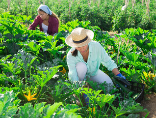 Wall Mural - Two women harvesting fresh marrows from shrubs in vegetable field.