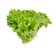 Fresh green lettuce isolated on transparent png
