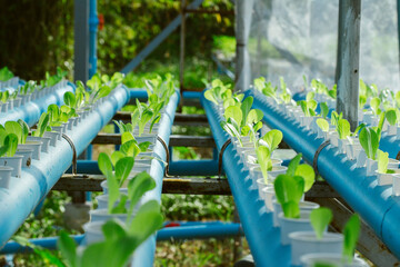 Hydroponics method of growing plants using mineral nutrient solutions, in water, without soil. Close up planting hand Hydroponics plant