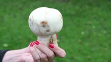 The Girl Is Holding A Mushroom In Her Hand. Fresh Puffball. Fungus.