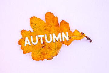 Poster - Autumn leaves, objects with Autumn text. Natural patterns, color design.